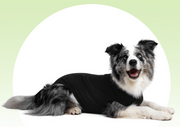 Suitical Recovery Suit Dog Black Small+ by Pet Food Warehouse