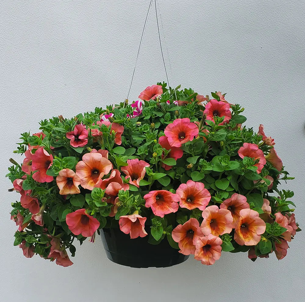 Petunia Hanging Basket