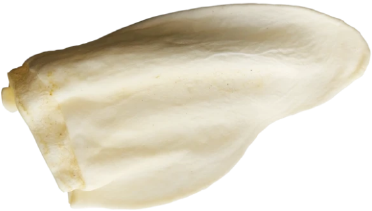 Superior Farms Beef Cow Ear by Pet Food Warehouse