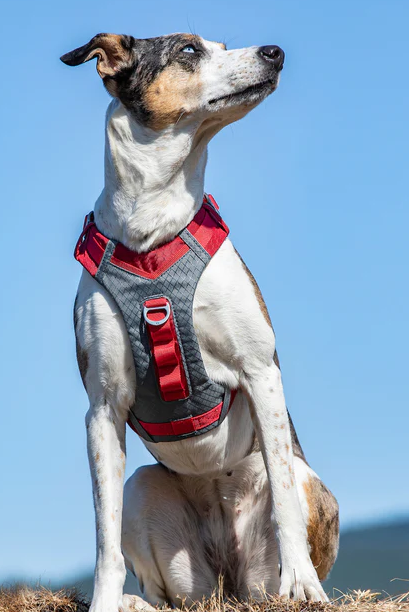 Kurgo Journey Air Harness Barn Red/Gargoyle Grey 80-110 lb by Pet Food Warehouse