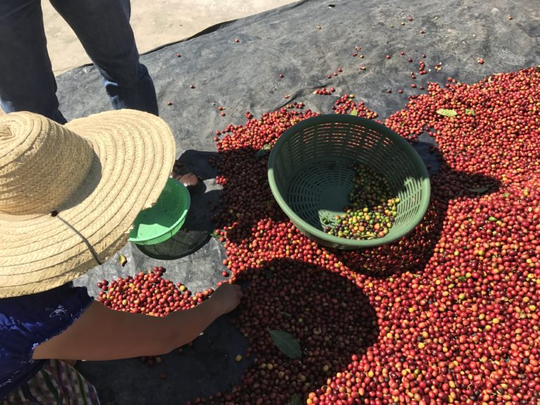 Guatemala La Voz Coffee - 12 oz. by Brio Coffeeworks