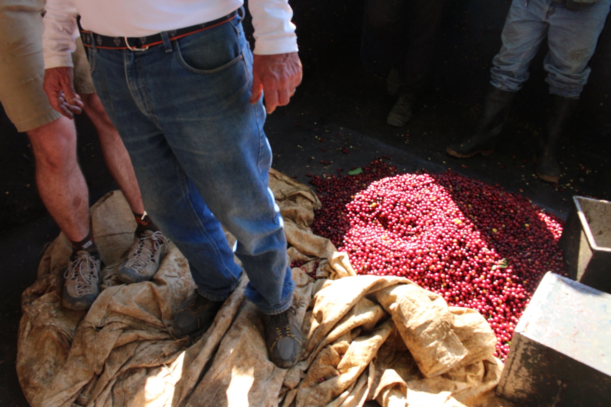 Costa Rica Tarrazu Coffee - 12 oz. by Brio Coffeeworks