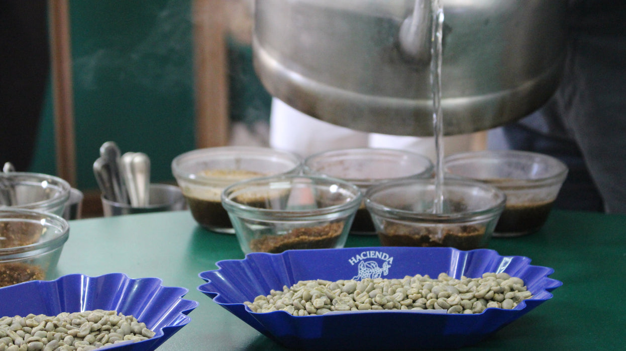 Costa Rica Tarrazu Coffee - 12 oz.