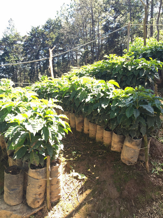 Costa Rica Tarrazu Coffee - 12 oz.
