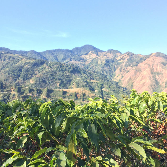 Costa Rica Tarrazu Coffee - 12 oz.
