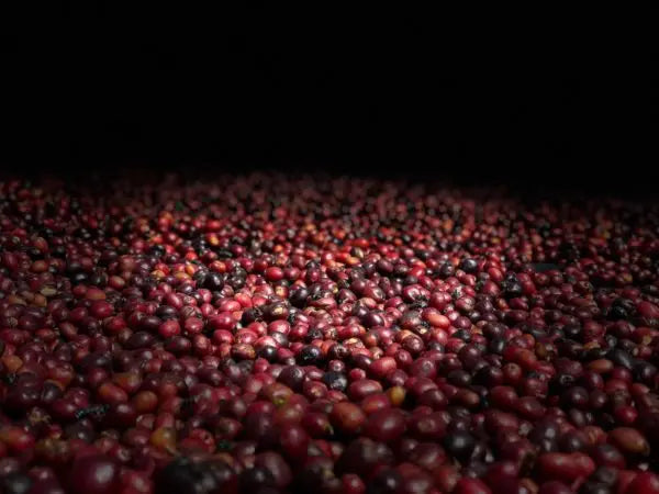 Ethiopia Shantawene Natural Coffee - 12 oz. by Brio Coffeeworks