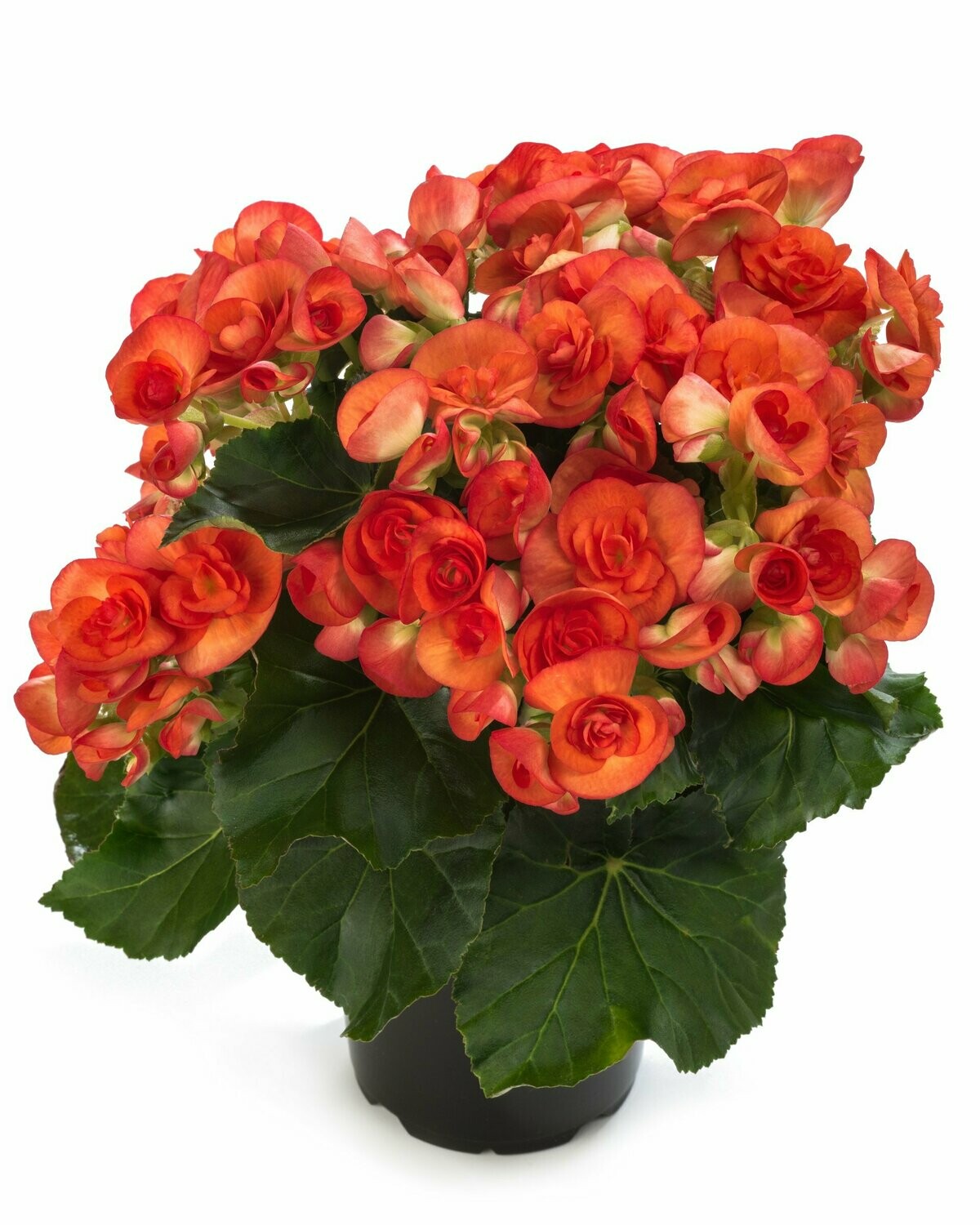 Begonia Rieger
