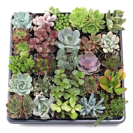 Succulents & Cacti