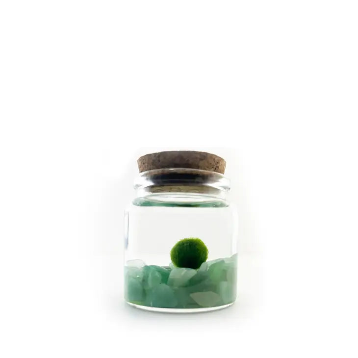 Moss Ball - Rico by Wild Lark