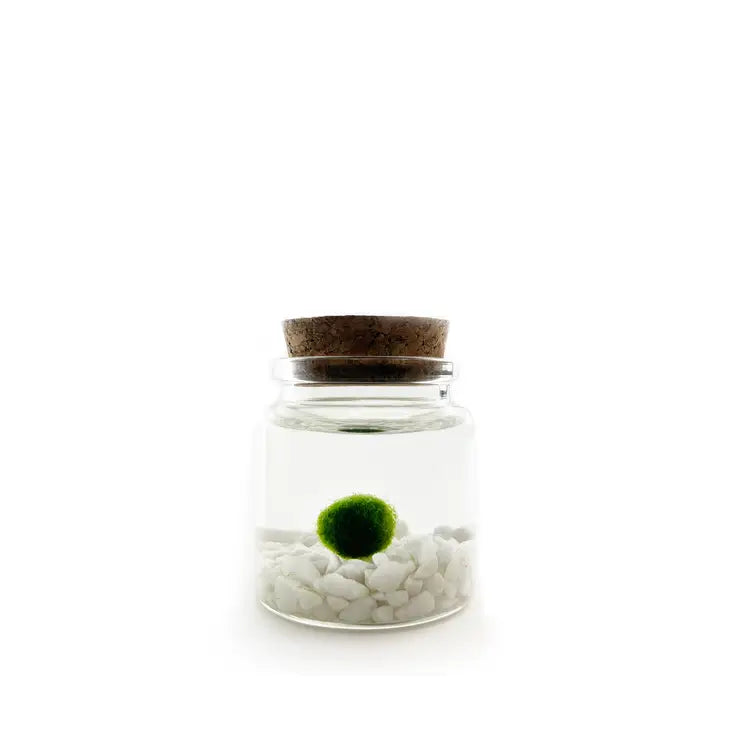 Moss Ball - Rico by Wild Lark