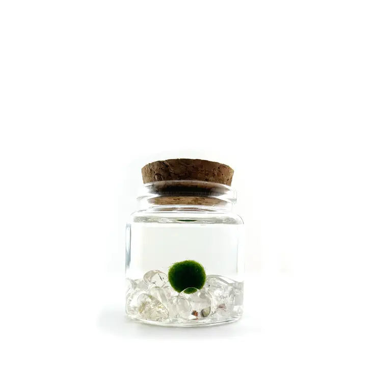 Moss Ball - Rico by Wild Lark