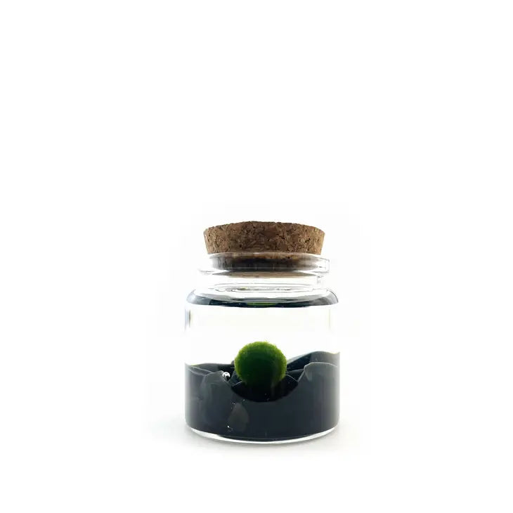 Moss Ball - Rico by Wild Lark