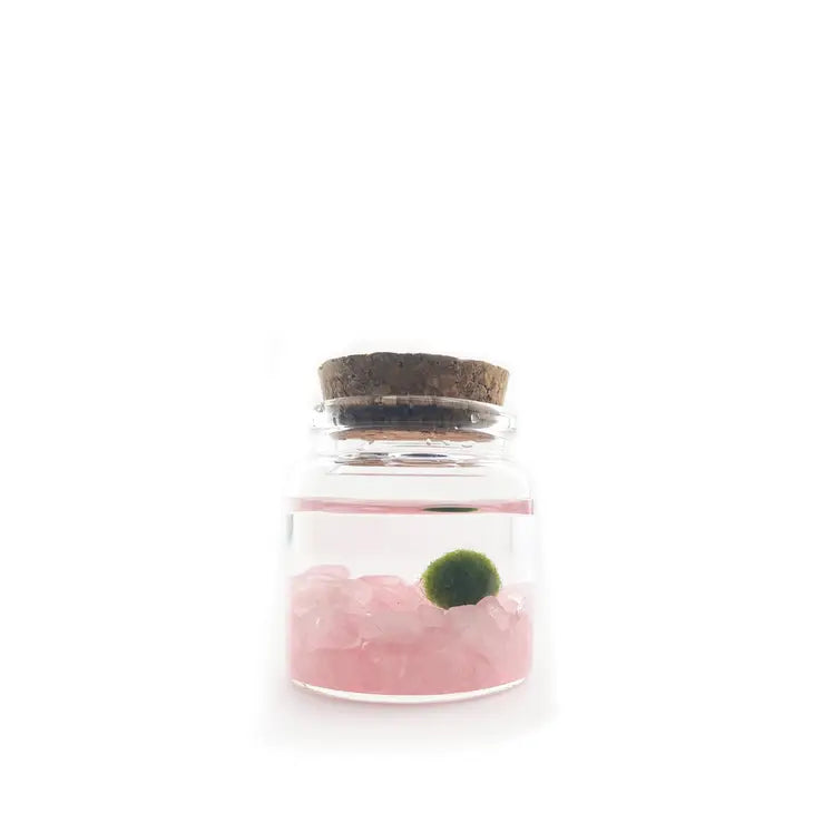 Moss Ball - Rico by Wild Lark
