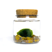 Large Moss Ball by Wild Lark
