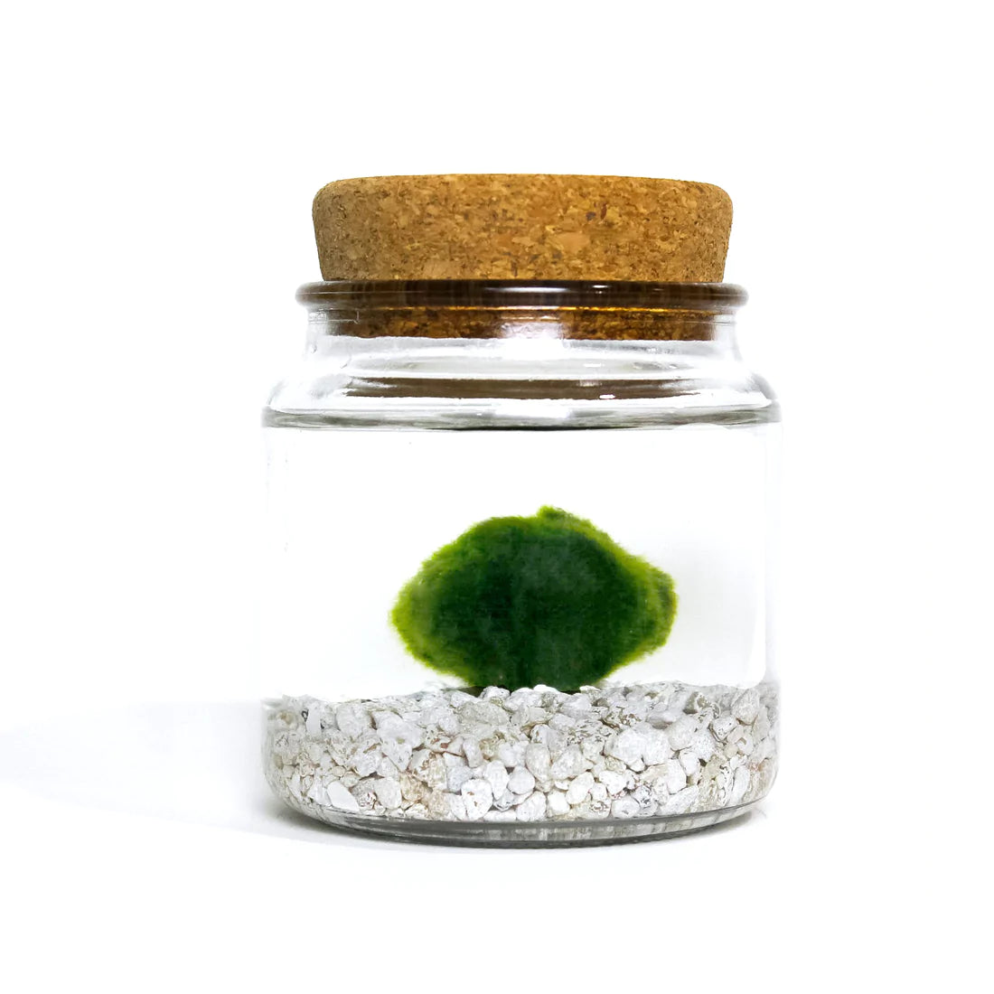Large Moss Ball by Wild Lark