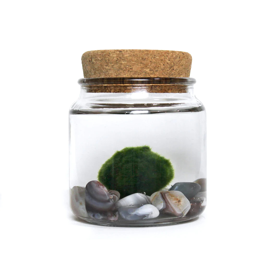 Large Moss Ball by Wild Lark