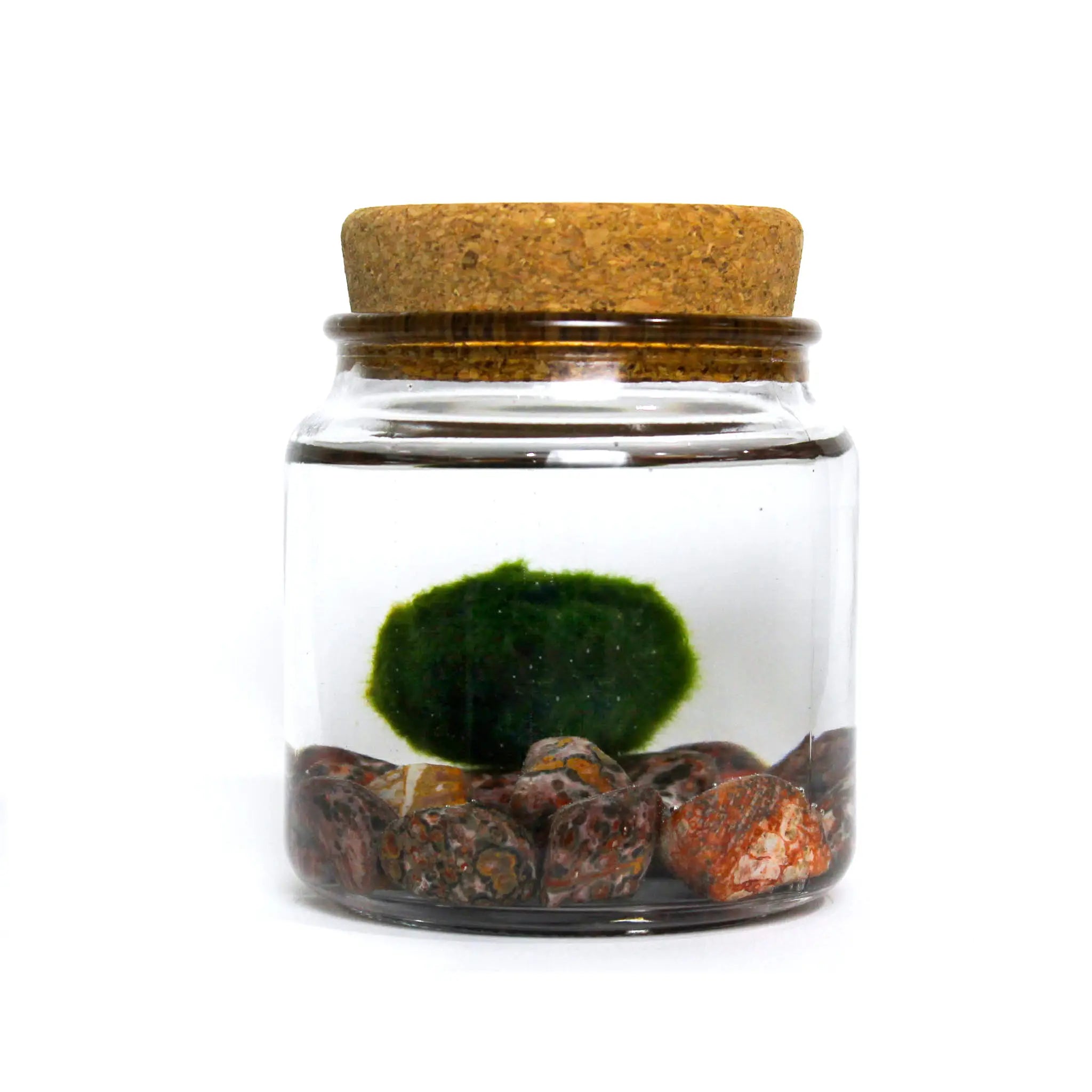 Large Moss Ball by Wild Lark
