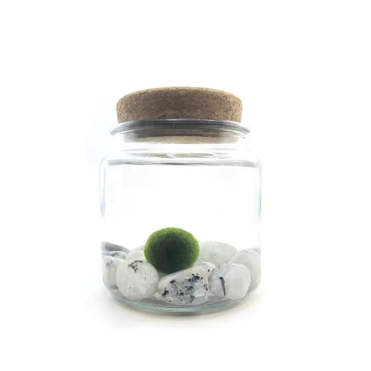 Large Moss Ball by Wild Lark