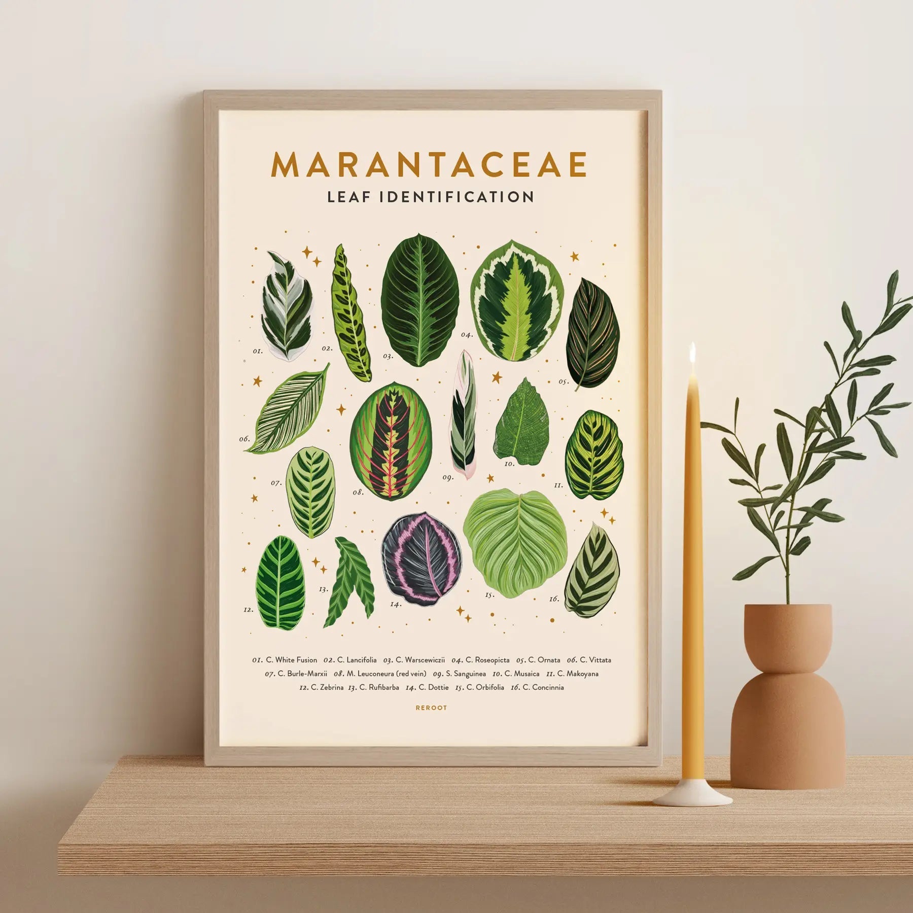 Leaf Identification Posters by Wild Lark