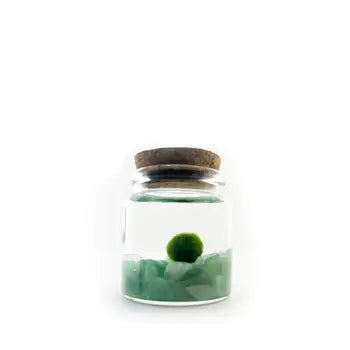 Moss Nino by Wild Lark
