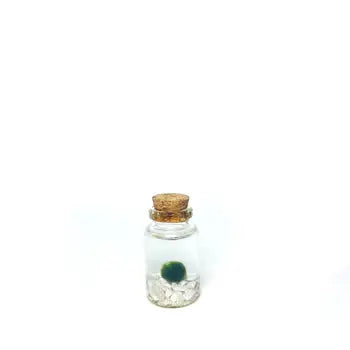 Moss Nino by Wild Lark