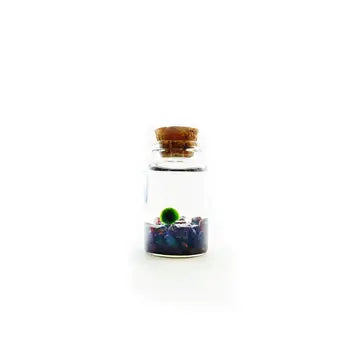 Moss Nino by Wild Lark