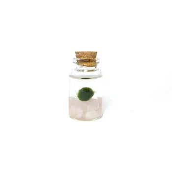Moss Nino by Wild Lark