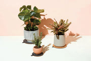 Plant Trivet (3 different sizes) by Wild Lark