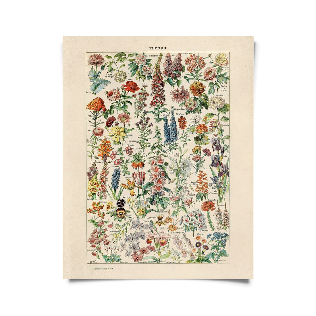 Vintage Botanical Flower Print by Wild Lark
