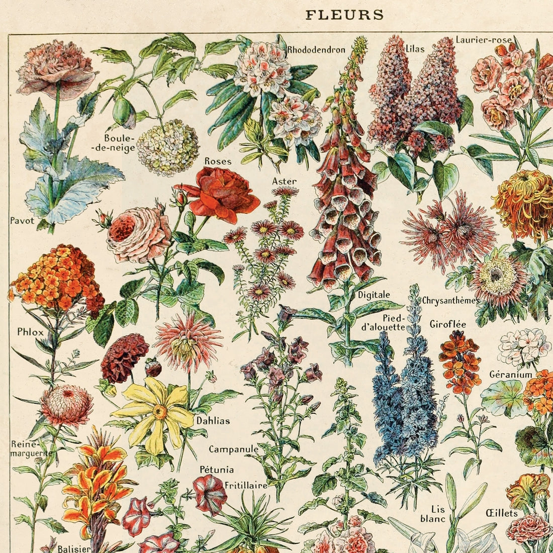 Vintage Botanical Flower Print by Wild Lark