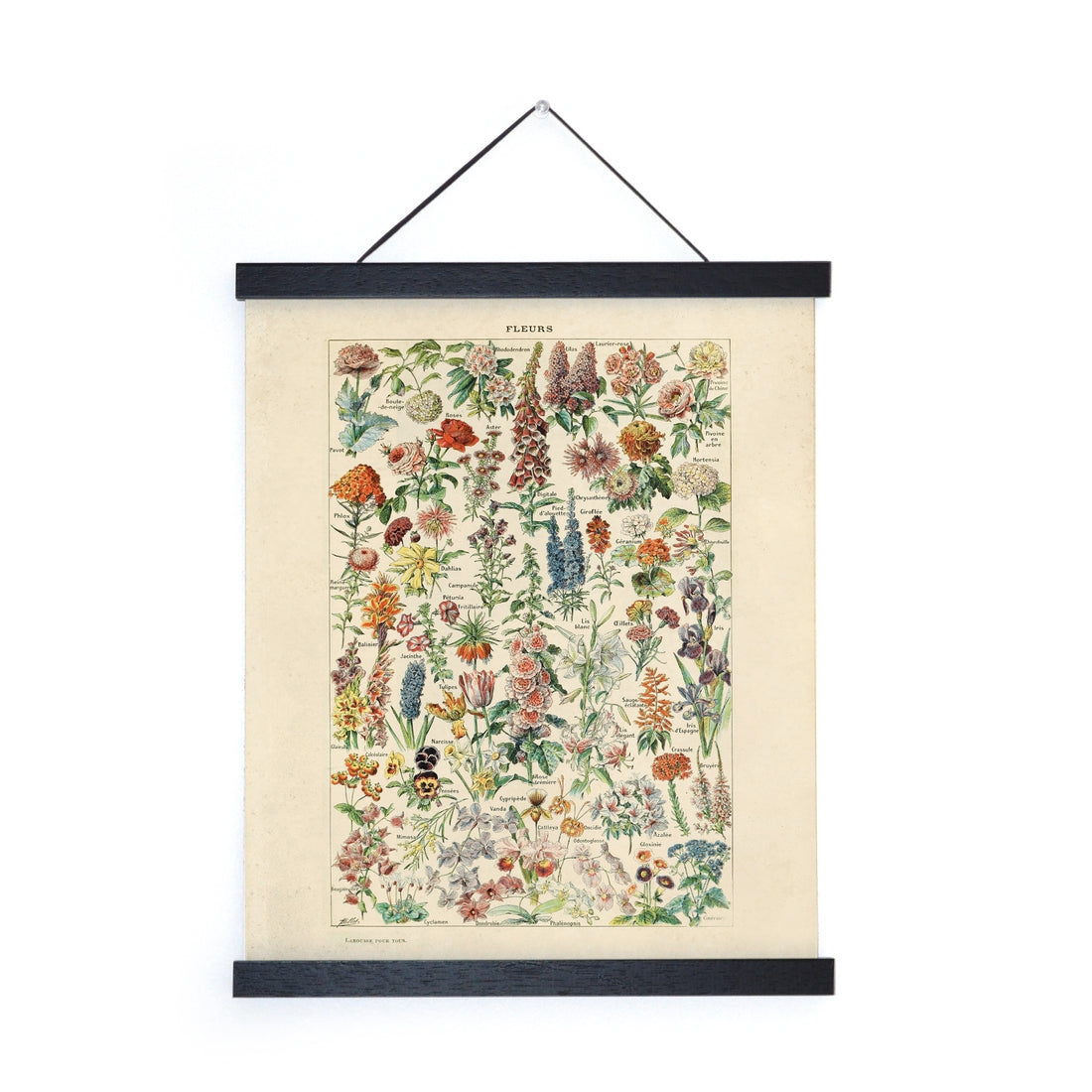 Vintage Botanical Flower Print by Wild Lark