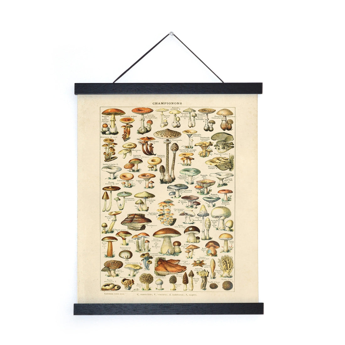 Vintage Astronomy Moon Map and Venus Print by Wild Lark