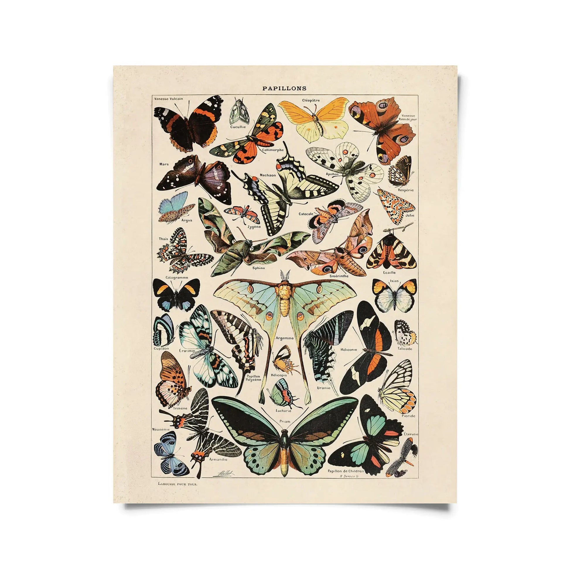Vintage Millot Butterfly 3 Print by Wild Lark
