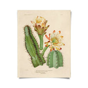 Vintage Botanical Cactus 2 by Wild Lark