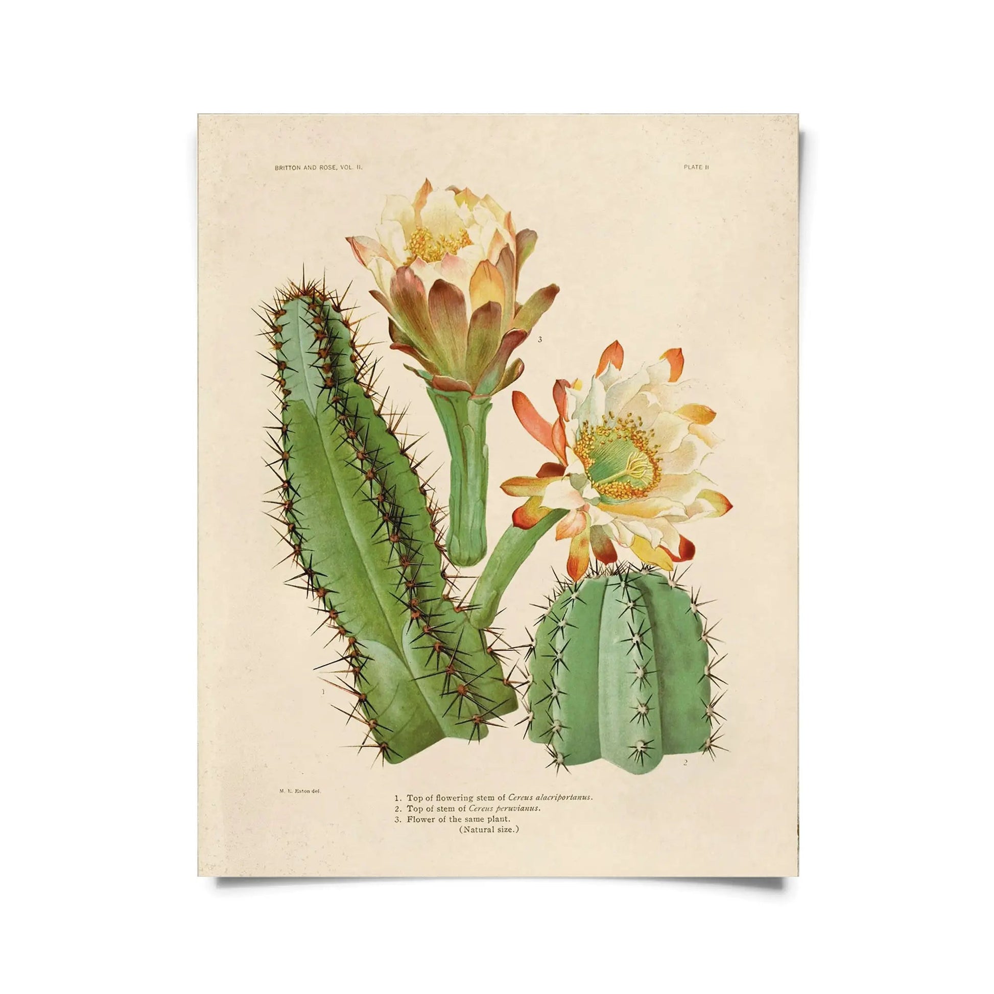Vintage Botanical Cactus 2 by Wild Lark