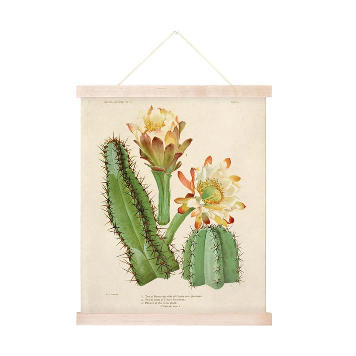Vintage Botanical Cactus 2 by Wild Lark