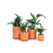 Terra Cotta Pot - with Water Saucer by Wild Lark