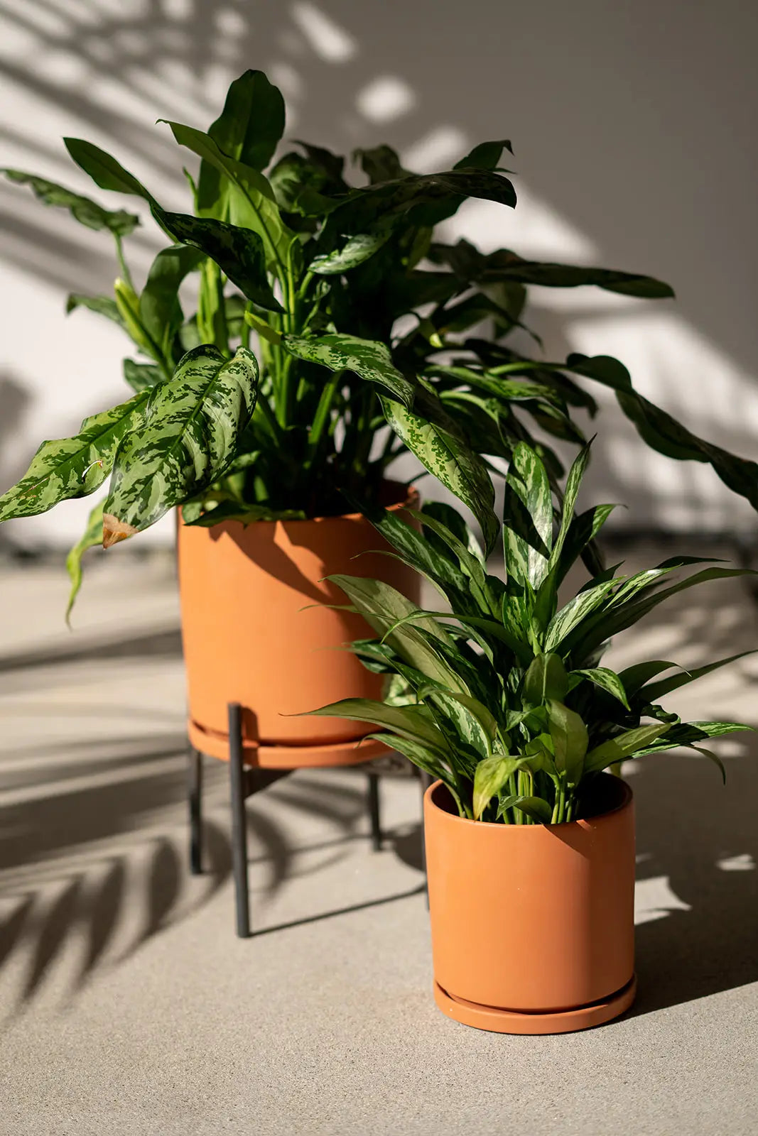 Terra Cotta Pot - with Water Saucer by Wild Lark