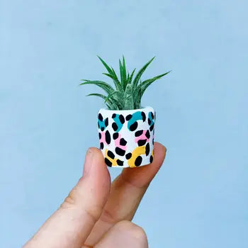 Air Plant + Mini Planter by Wild Lark