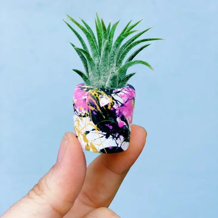 Air Plant + Mini Planter by Wild Lark
