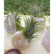 Crystal Air Plants by Wild Lark