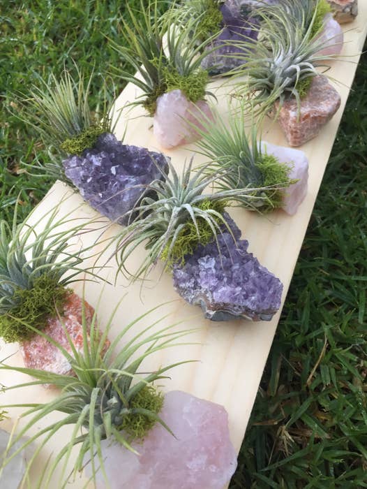 Crystal Air Plants by Wild Lark