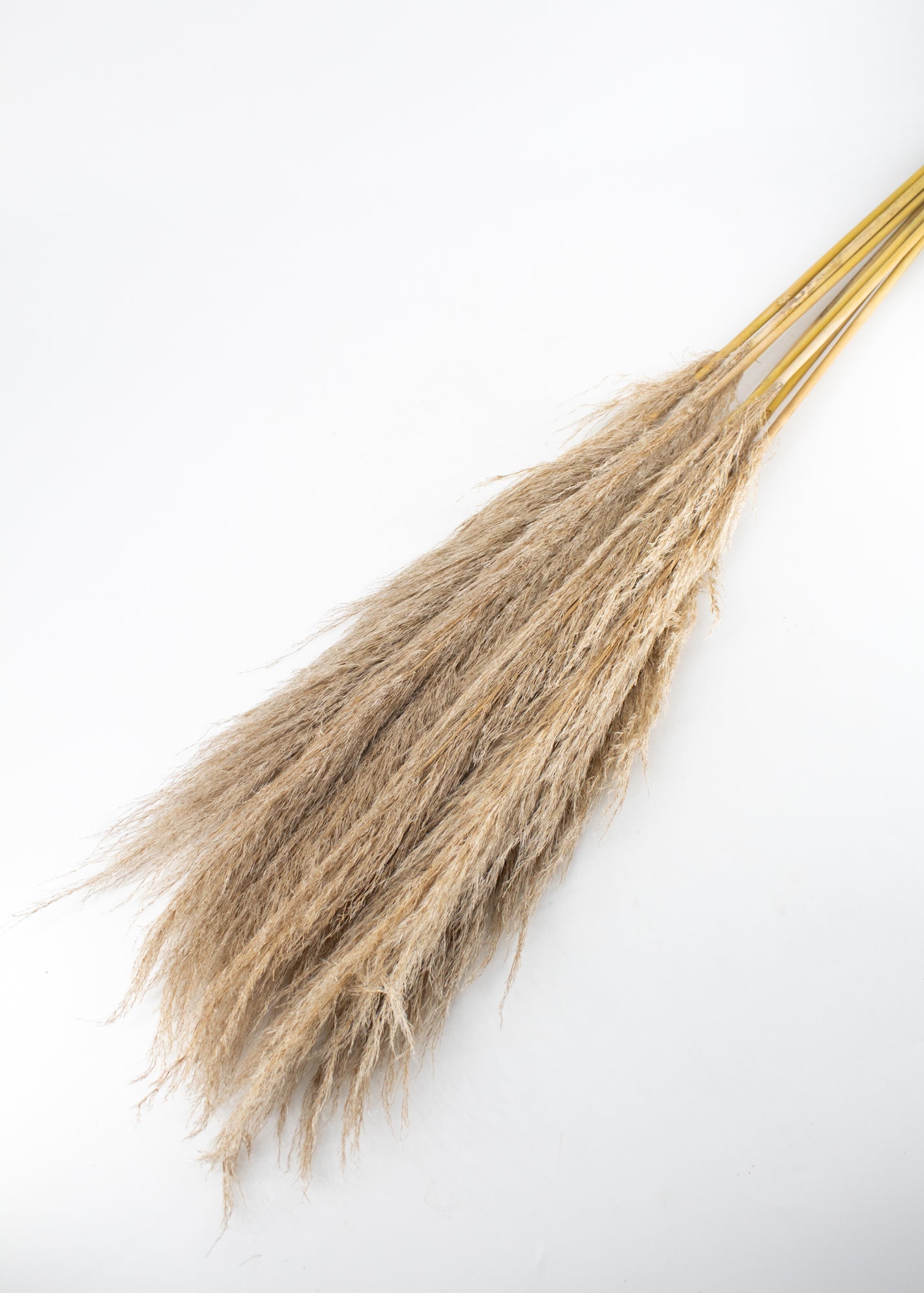 Tall Natural Pampas Grass by Wild Lark