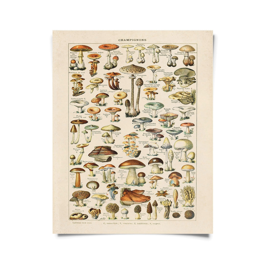 Vintage French Mushrooms Print by Wild Lark