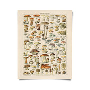 Vintage French Mushrooms Print by Wild Lark