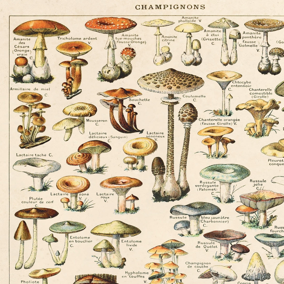Vintage French Mushrooms Print by Wild Lark