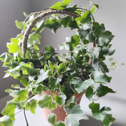 Jute Circle Plant Trellis by Wild Lark