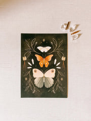 The Collector - Art Print by Wild Lark