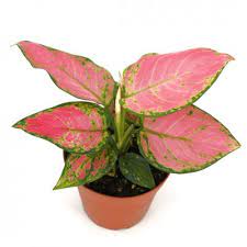 Chinese Evergreen "Pink Pearl" by Wild Lark