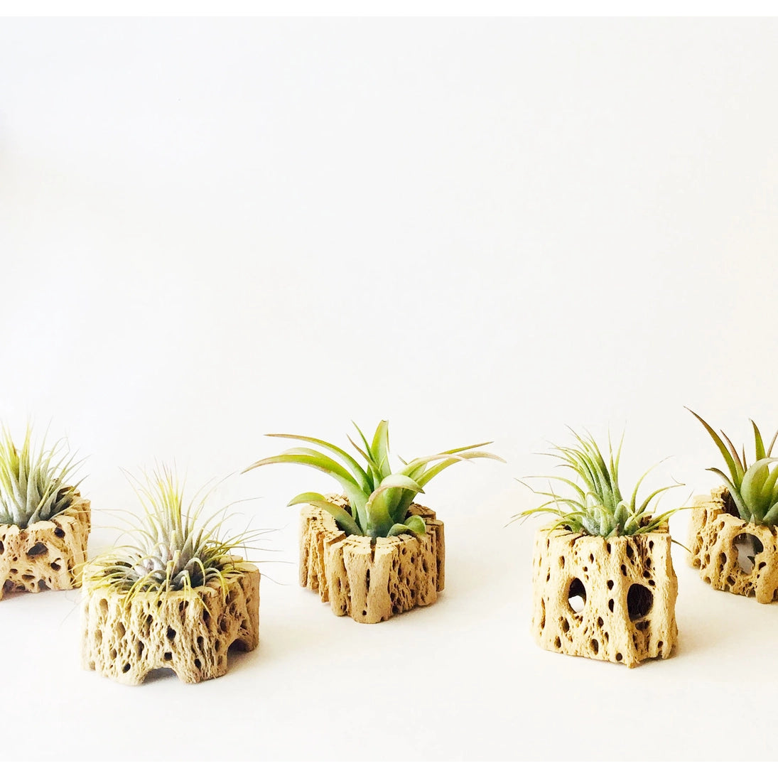 Air Plant + Wood Holder by Wild Lark